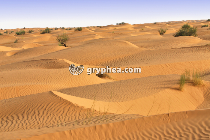 Désert (Sahara) - gryphea.com